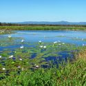 Taming Rhode Island Wetlands Registrations